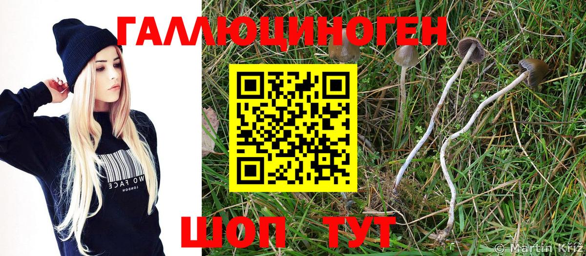 Котельники  Галлюциногенные грибы GOLDEN TEACHER  Вход с VPN 