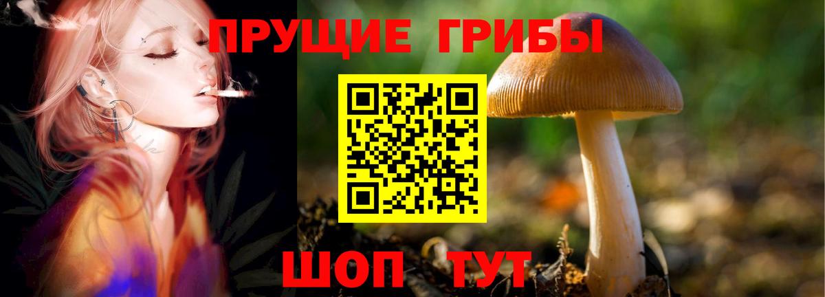 Псилоцибиновые грибы Psilocybine cubensis Котельники